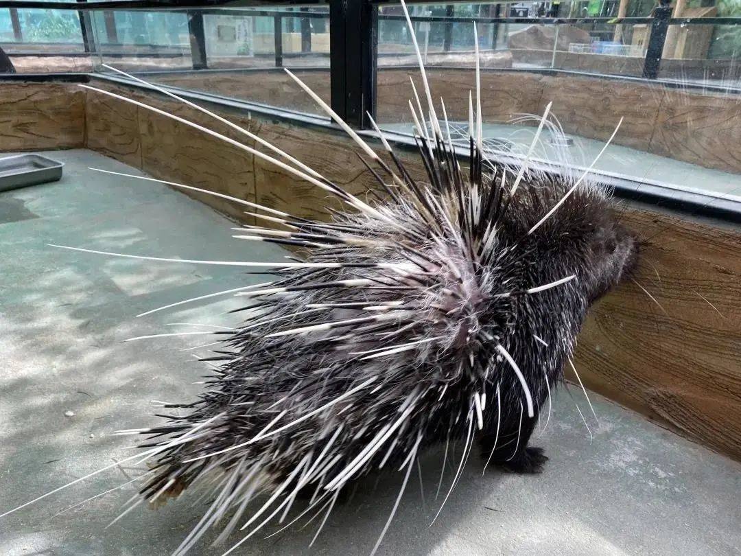 萌动哈尔滨,"大脑虎"和小动物共迎虎年