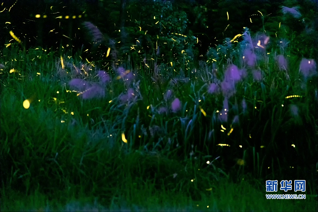 闽侯大湖乡:萤火虫之舞