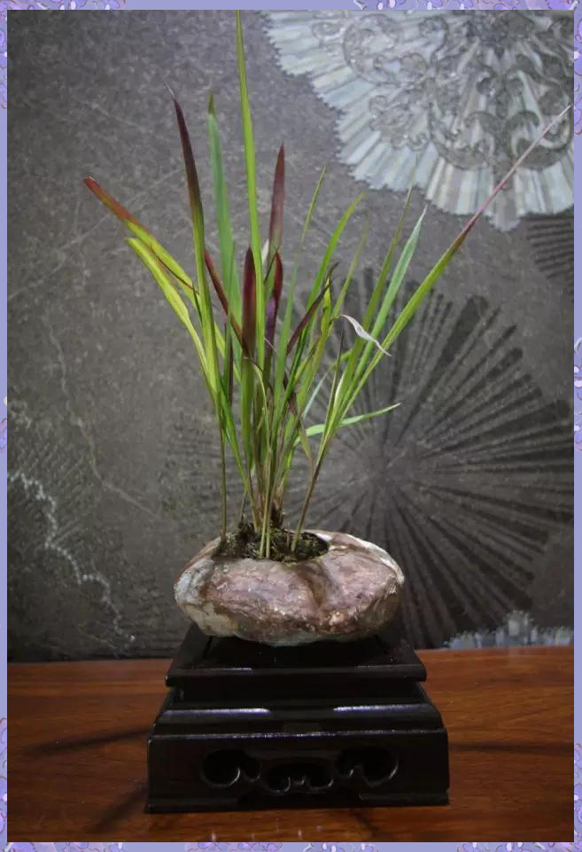 植物界的独特瑰宝:血茅的魅力探索