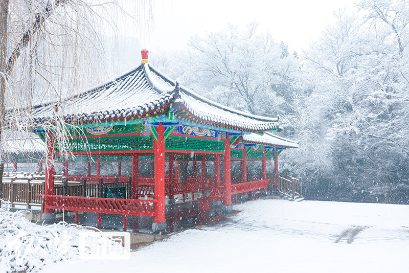 飛雪落 萬物生丨來石家莊長安公園看銀裝素裹的童話世界