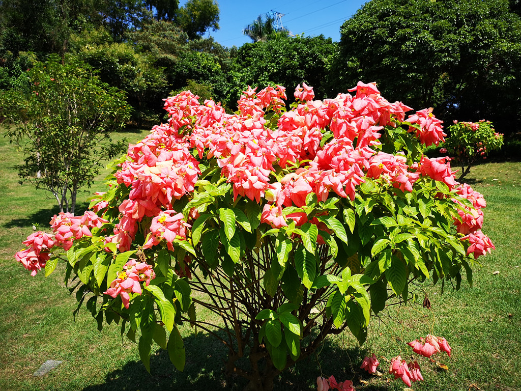 柔美的粉叶金花,美得令人惊艳,竟是一树花萼
