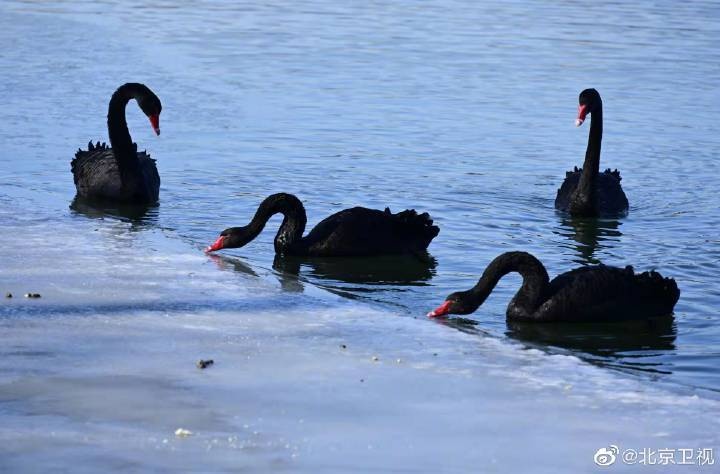超美!一到冬天圆明园福海就成了天鹅湖!