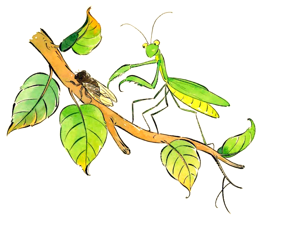 成语故事解析:螳螂捕蝉,黄雀在后