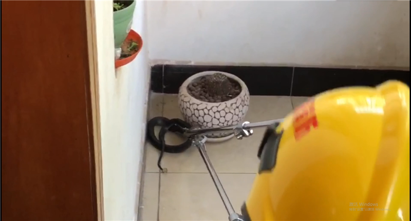 刚睡醒就看到家里有条蛇!别墅主人吓坏了,消防:这是一条剧毒的眼镜蛇