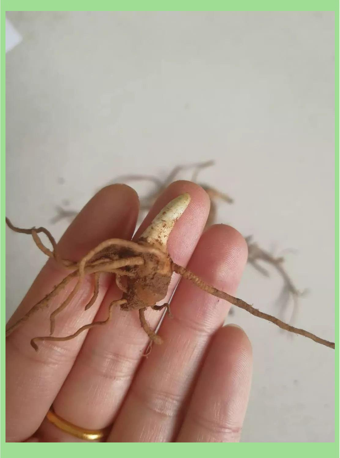 重楼种植指南:从苗到收的技术全解析