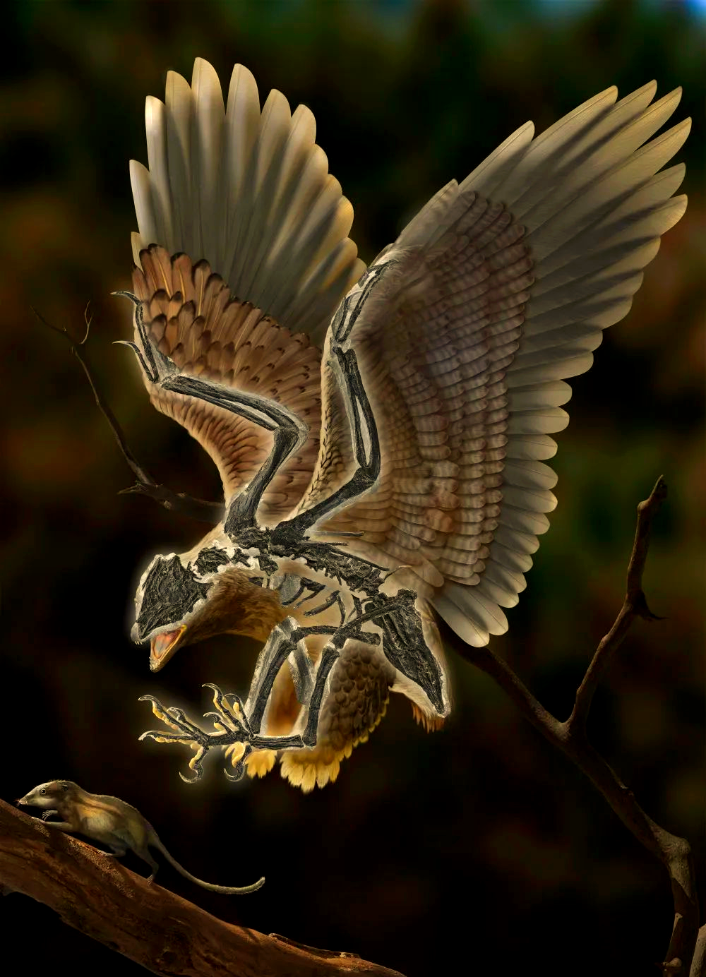 克拉通鸷:恐龙与鸟类的过渡性生物新发现