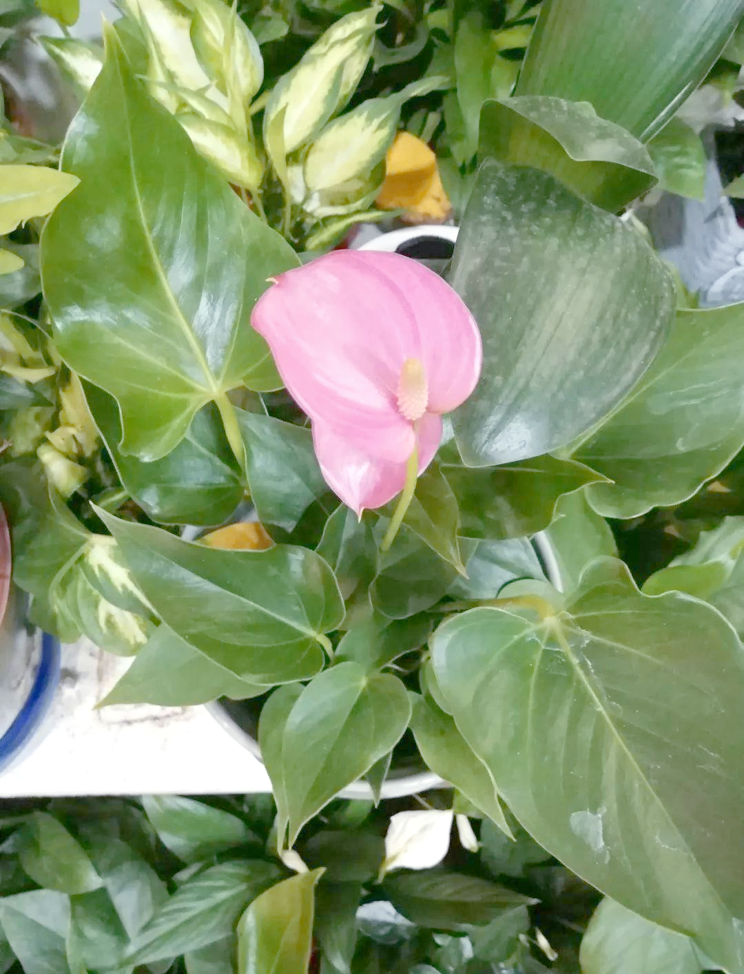 粉掌:独特观赏性与多样化应用的多功能植物
