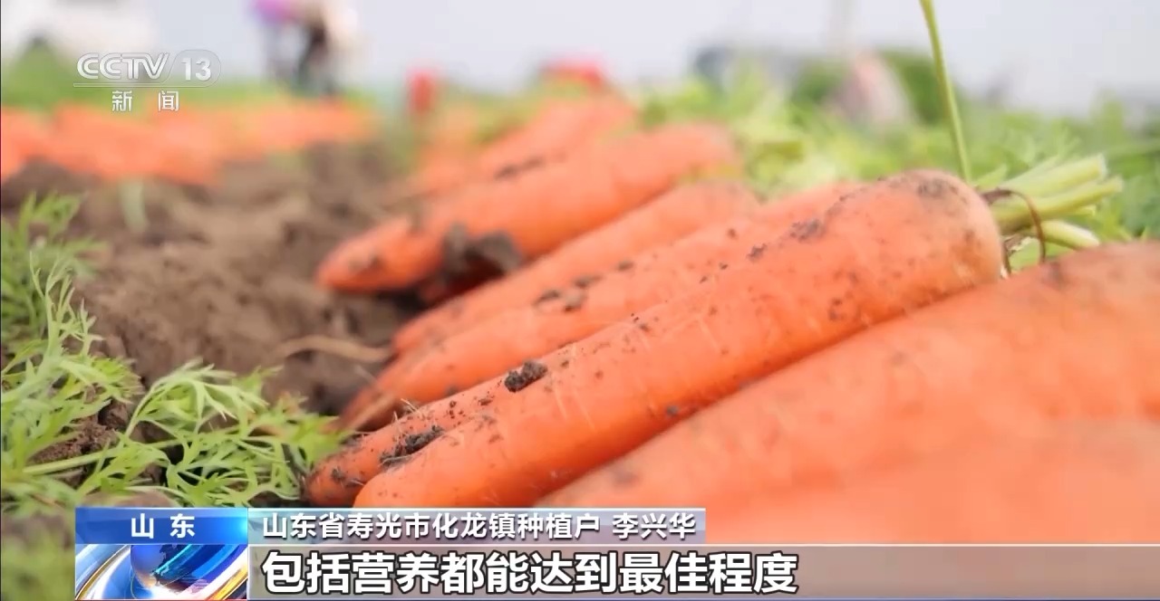 全国种,全球卖,寿光胡萝卜出圈!
