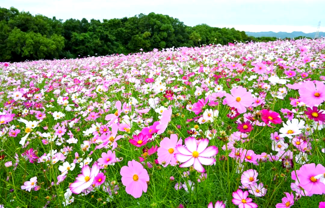 大阪秋日波斯菊花海探秘:多个花田等你来欣赏!