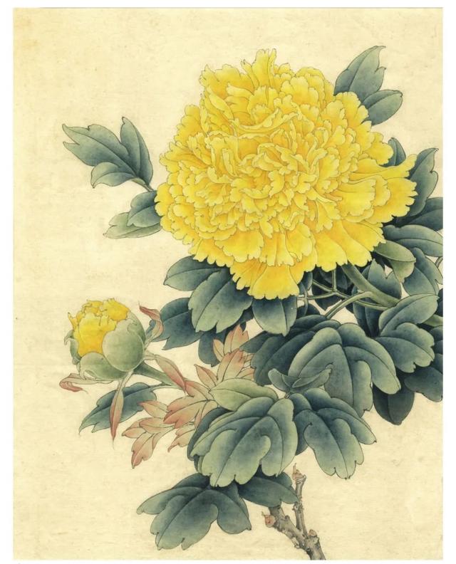 六步完成工笔牡丹《花魁姚黄》,详细绘制图文步骤