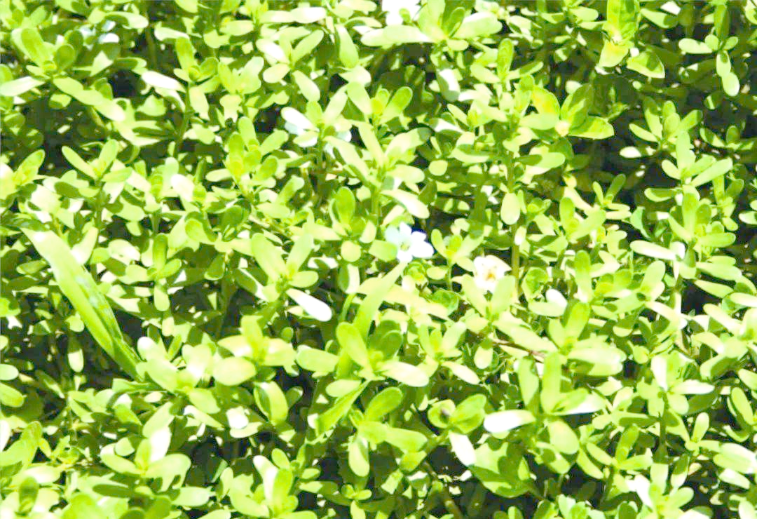 水草缸美化神器,小对叶如何打造迷人景色