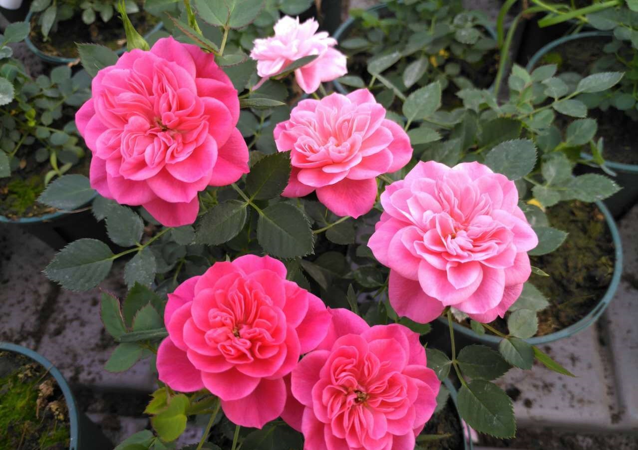 微型月季花"心上人"—一树多色花,多季重复开,漂亮又好养!