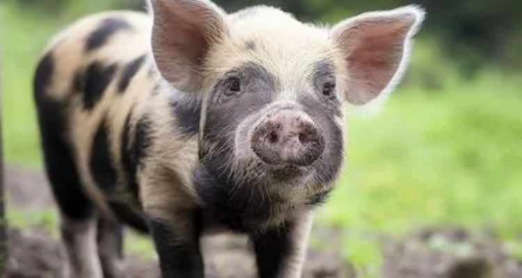 冷水烫猪是形容什么的