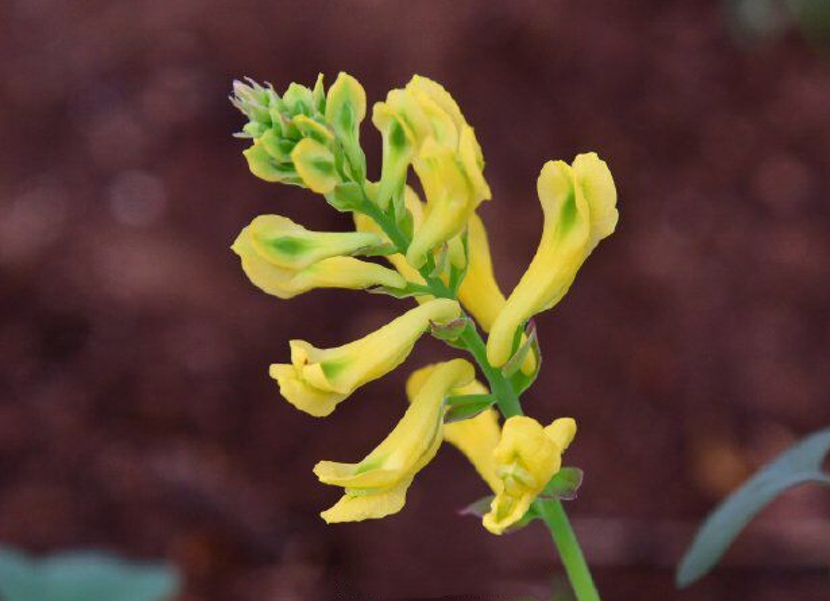 "石生黄堇"究竟有何价值?为什么长在悬崖峭壁,还是常遭采挖?