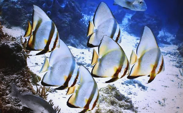 海水生物探秘:蝙蝠鱼的多样性与饲养指南