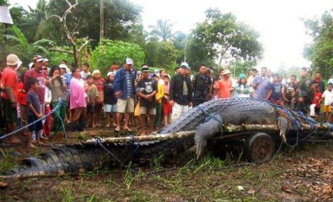 世界上最大的鳄鱼,被捕捉的现场,力量让人震撼