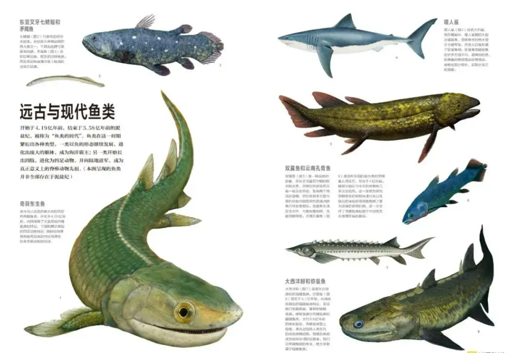 人类竟然是从鱼进化来的,化石为证,揭秘鱼到人类的进化过程