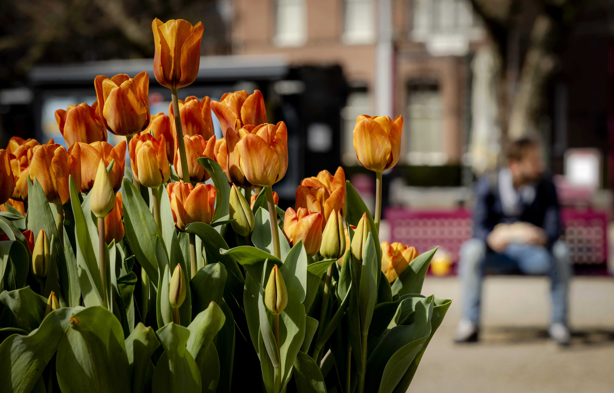 (4)阿姆斯特丹郁金香盛开