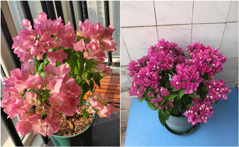 三角梅界的"贵族"—比芭,花色柔美,开花超勤奋,很值得拥有
