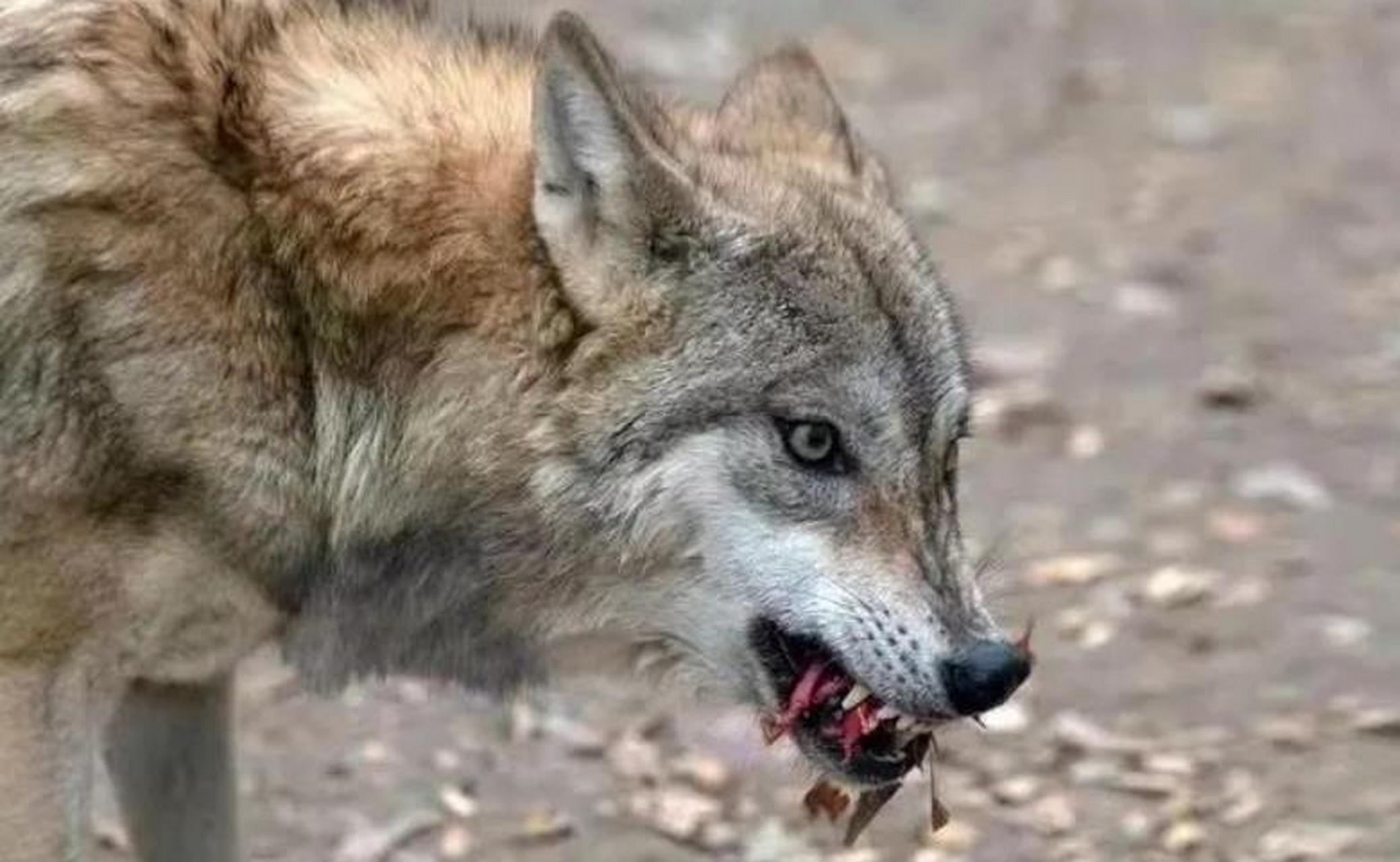 90%的人不知道遇到狼千万不能跑,狼虽凶猛,但也有弱点,只要掌握,即使