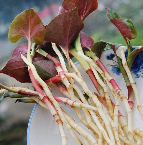 常吃魚腥草會怎麼樣呢?一文告訴你