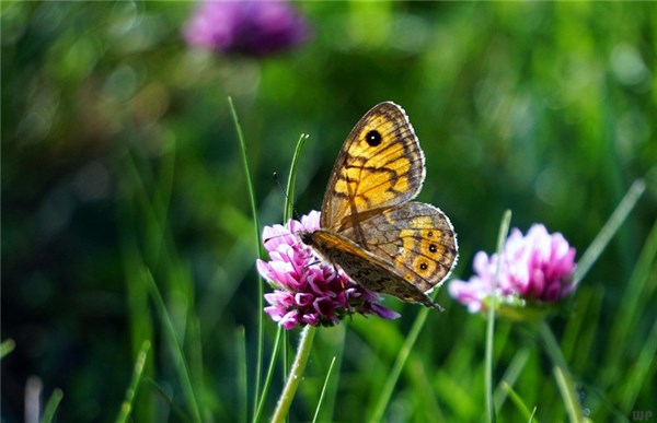 它预示这一器官的病变!不可忽视!