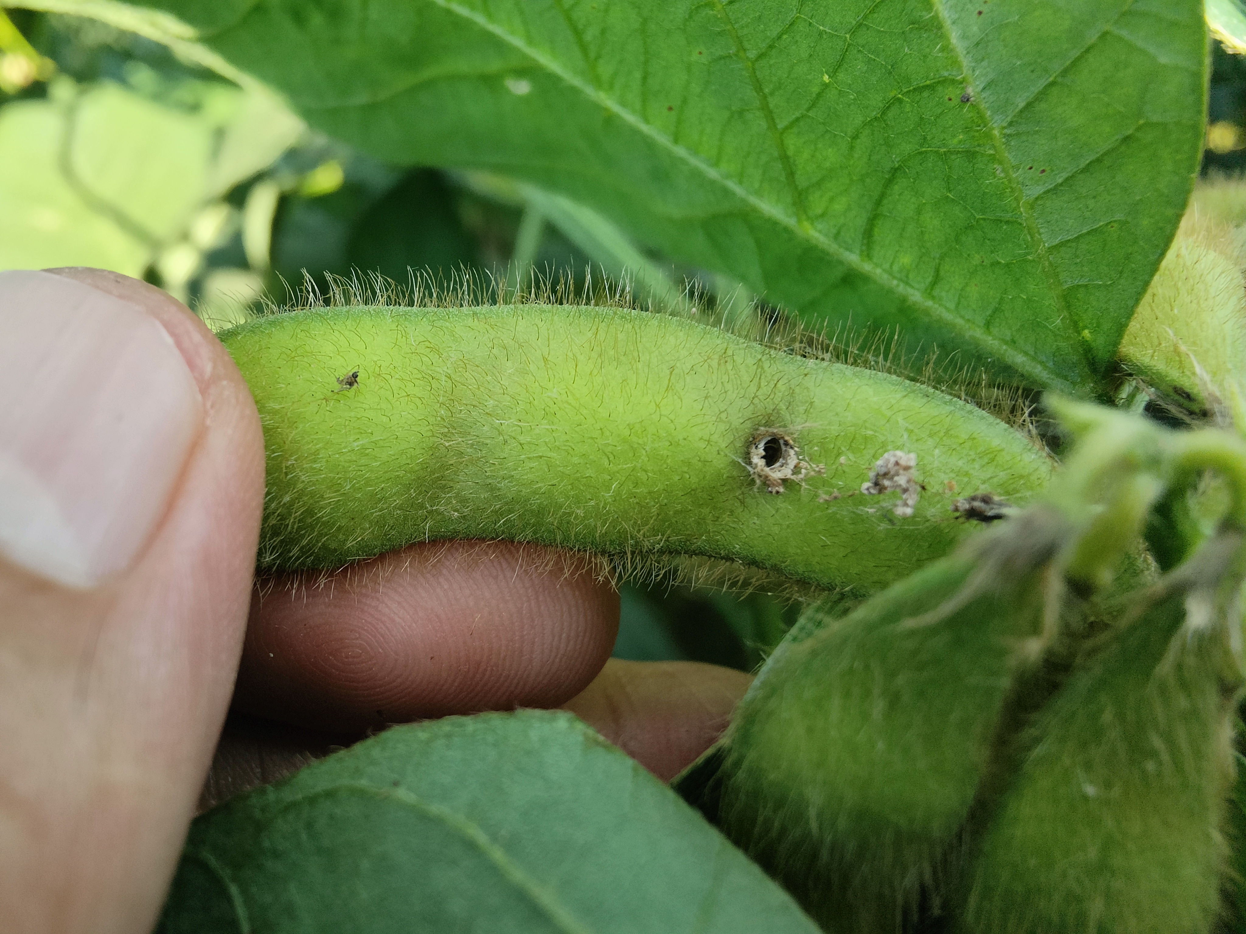 豆荚螟成虫图片图片