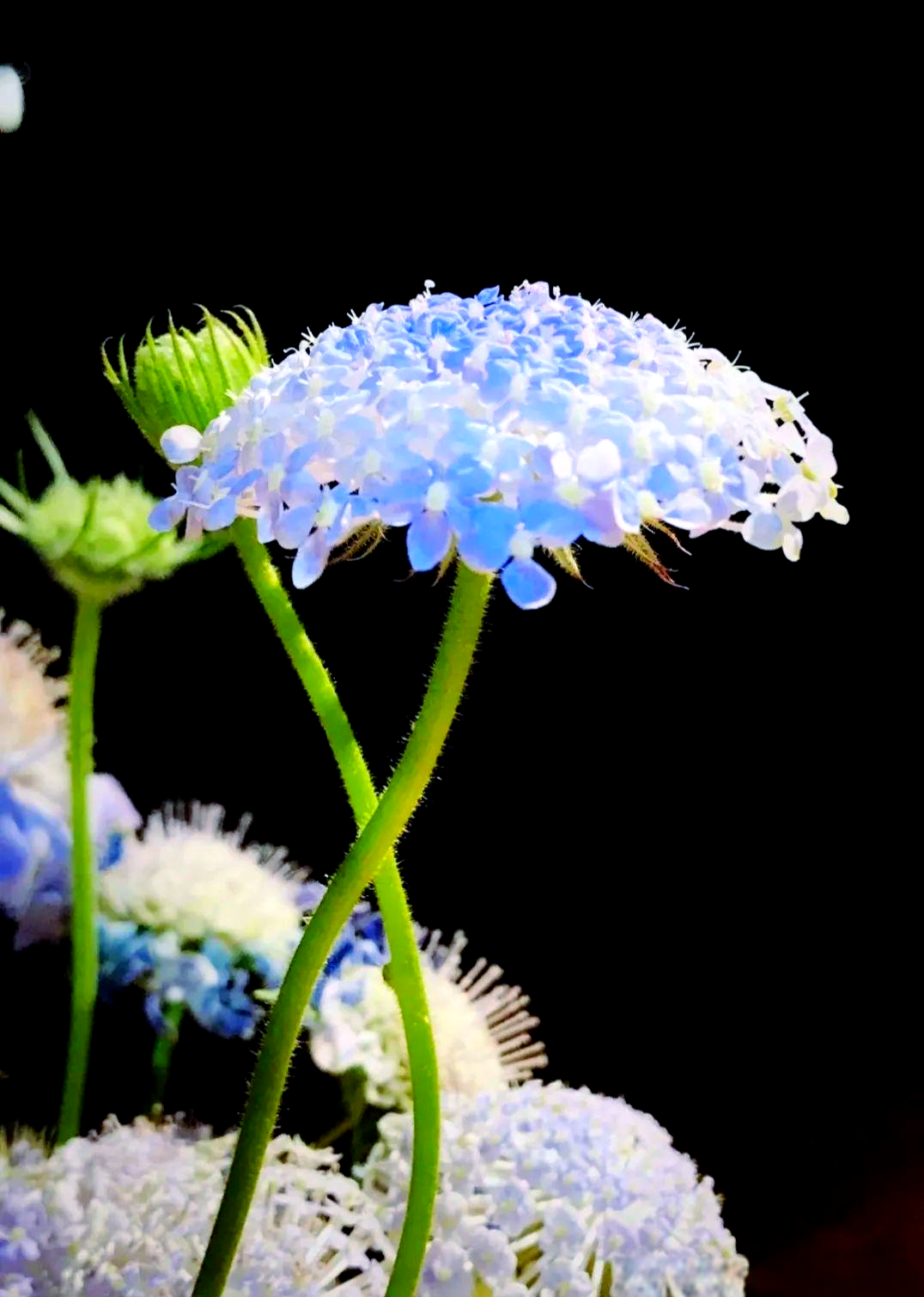 每日一花探秘:翠珠花的多重花语与优雅姿态