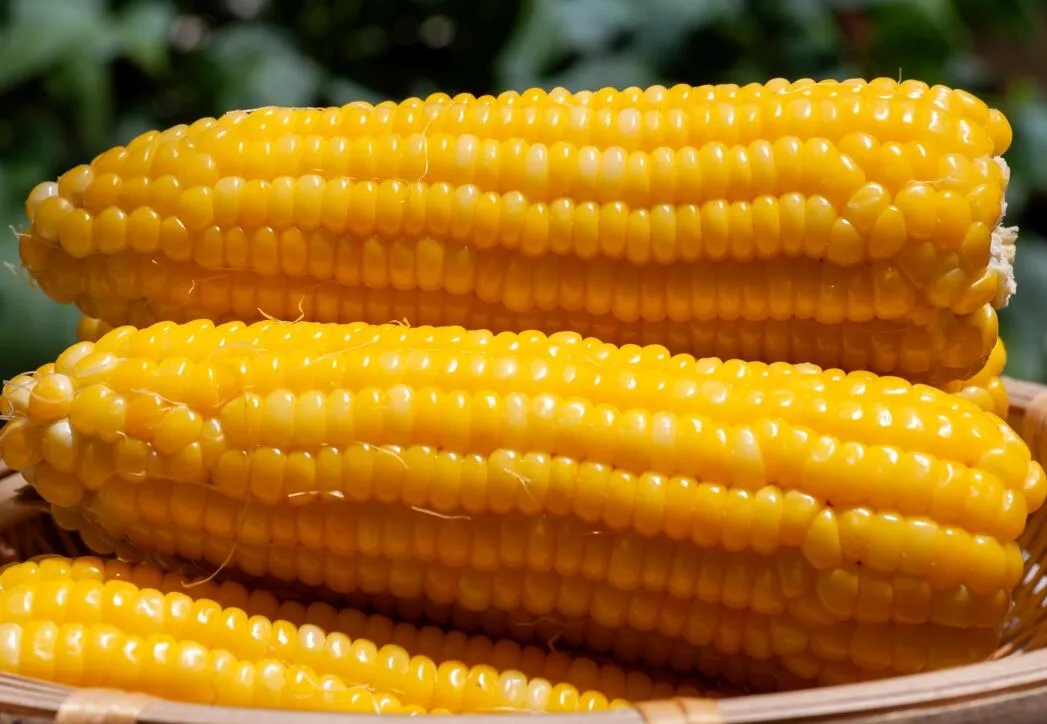 商品专题_玉米据了解,由萝卜阿姨有机农场种植的糯玉米棒,指导专家为