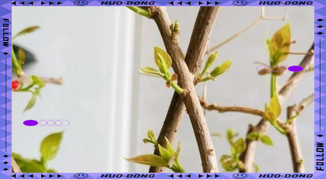 三角梅的护养方法