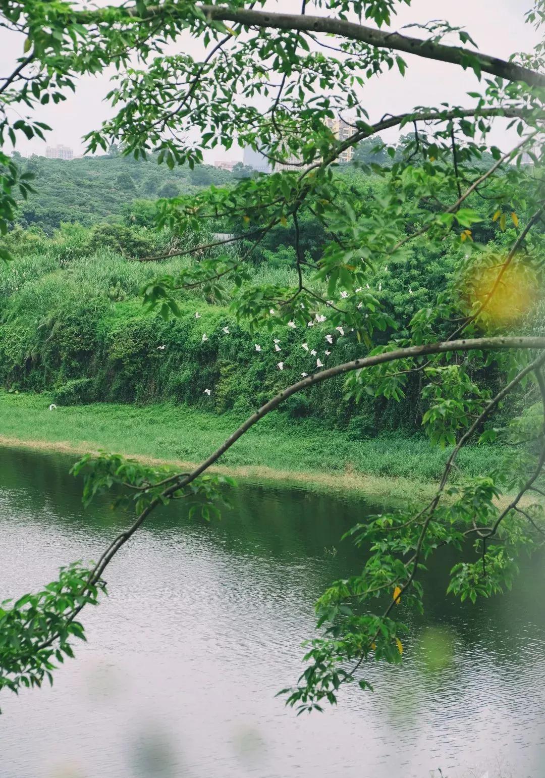 龙华12大水库1,民治水库民治水库是龙华区总库容最大的水库