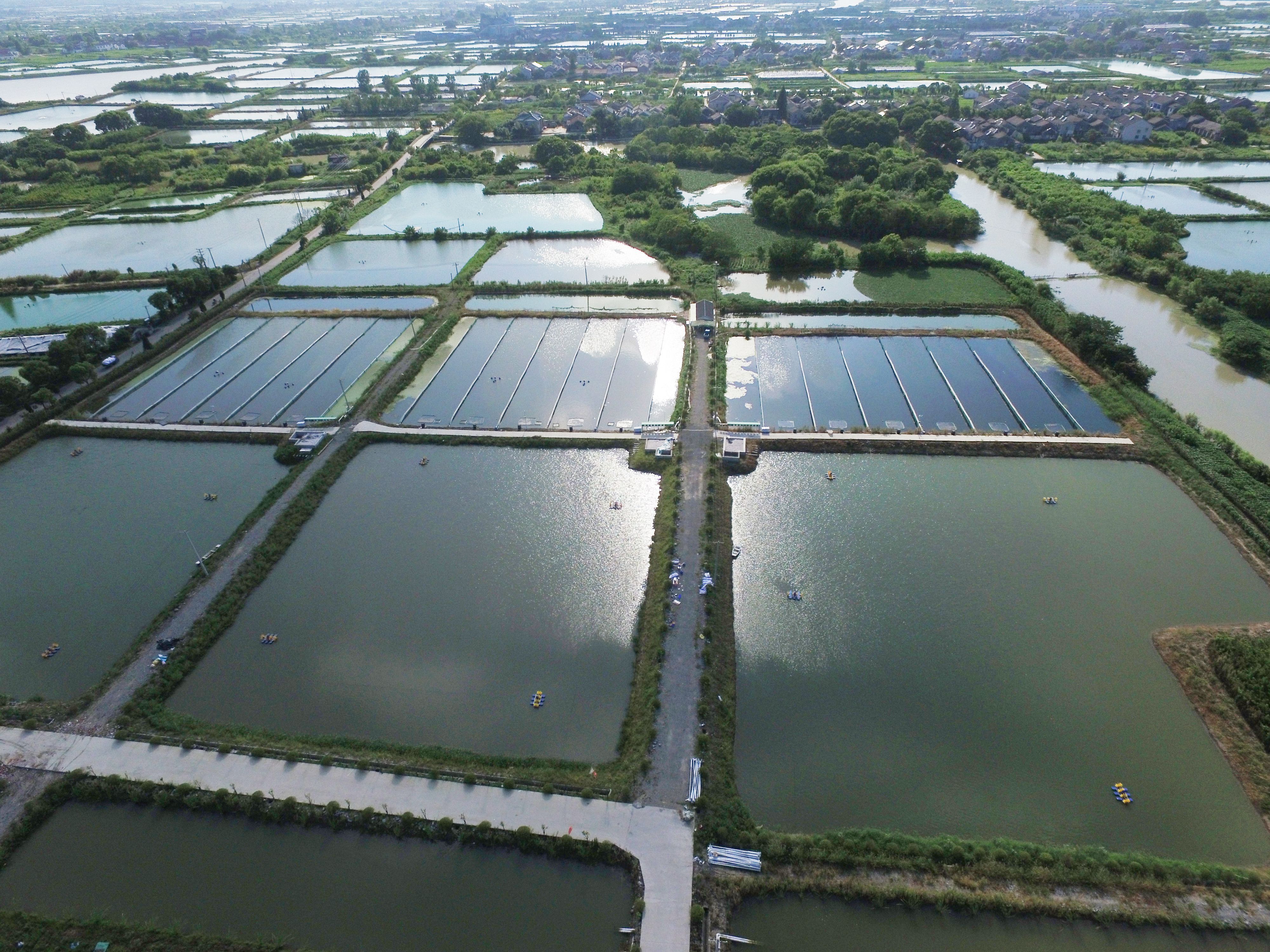 浙江湖州陳邑村:魚塘裡的