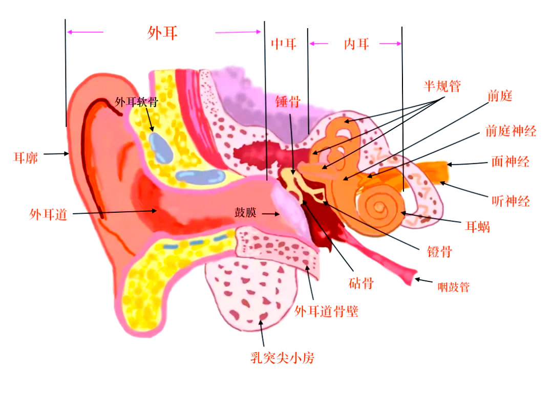 外耳,内耳,中耳的解剖与临床概述