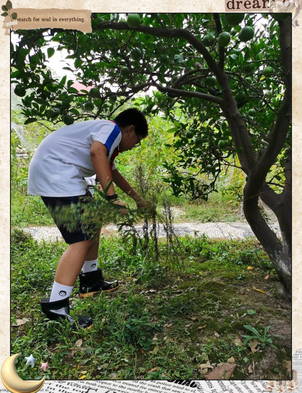 望亭中心小学拔草活动:劳动实践育人