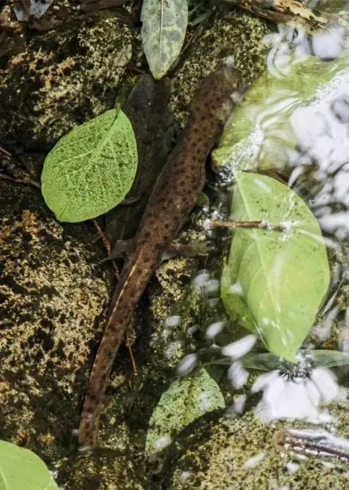 早安,地球村丨与恐龙同时代!在江西发现