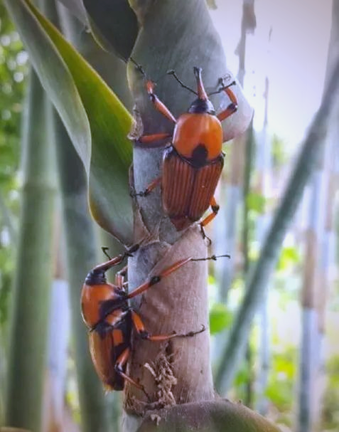 :从危害竹子的害虫,到餐桌上的美食与营养品