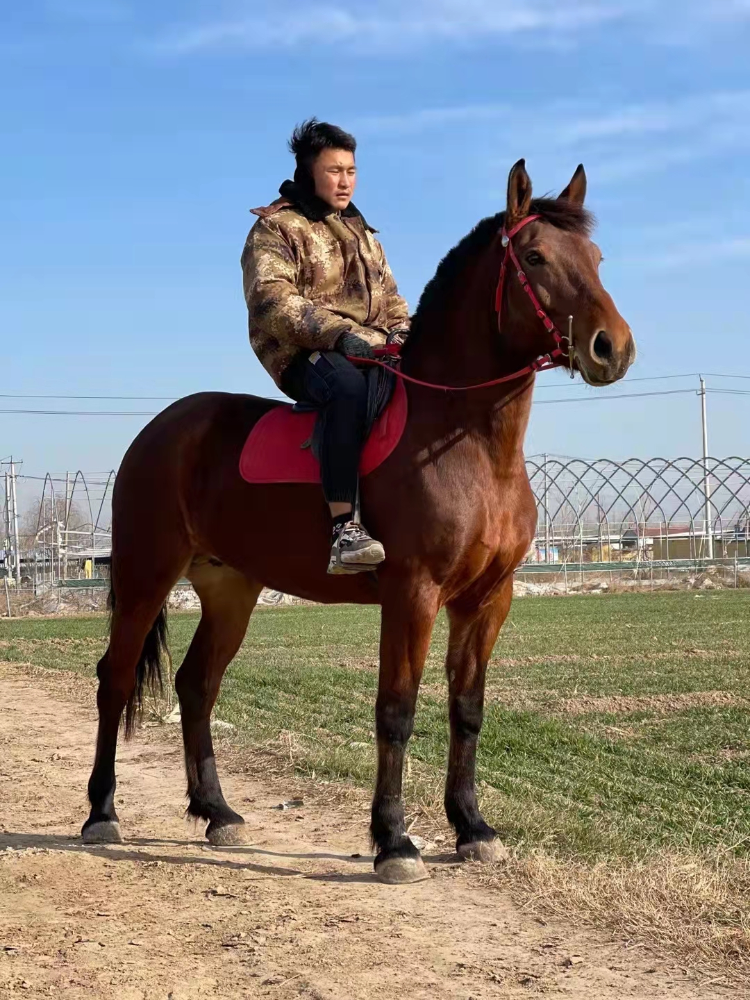 骑乘马养殖基地 山东济宁嘉祥养殖场