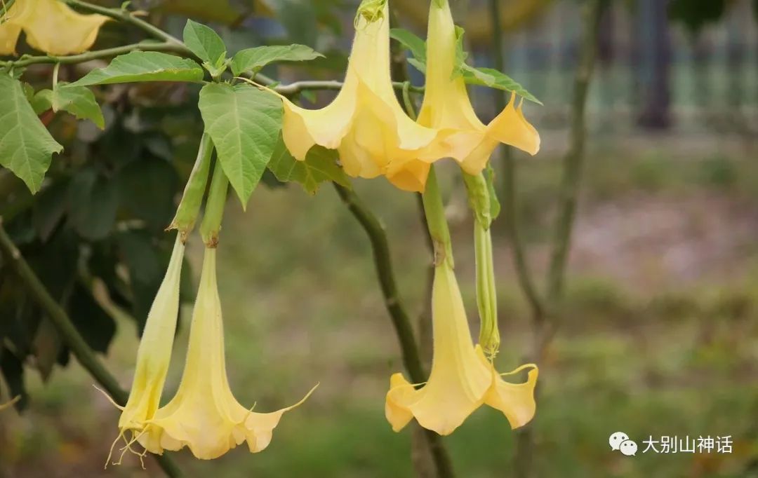 宗家源:洛神花,曼陀羅花