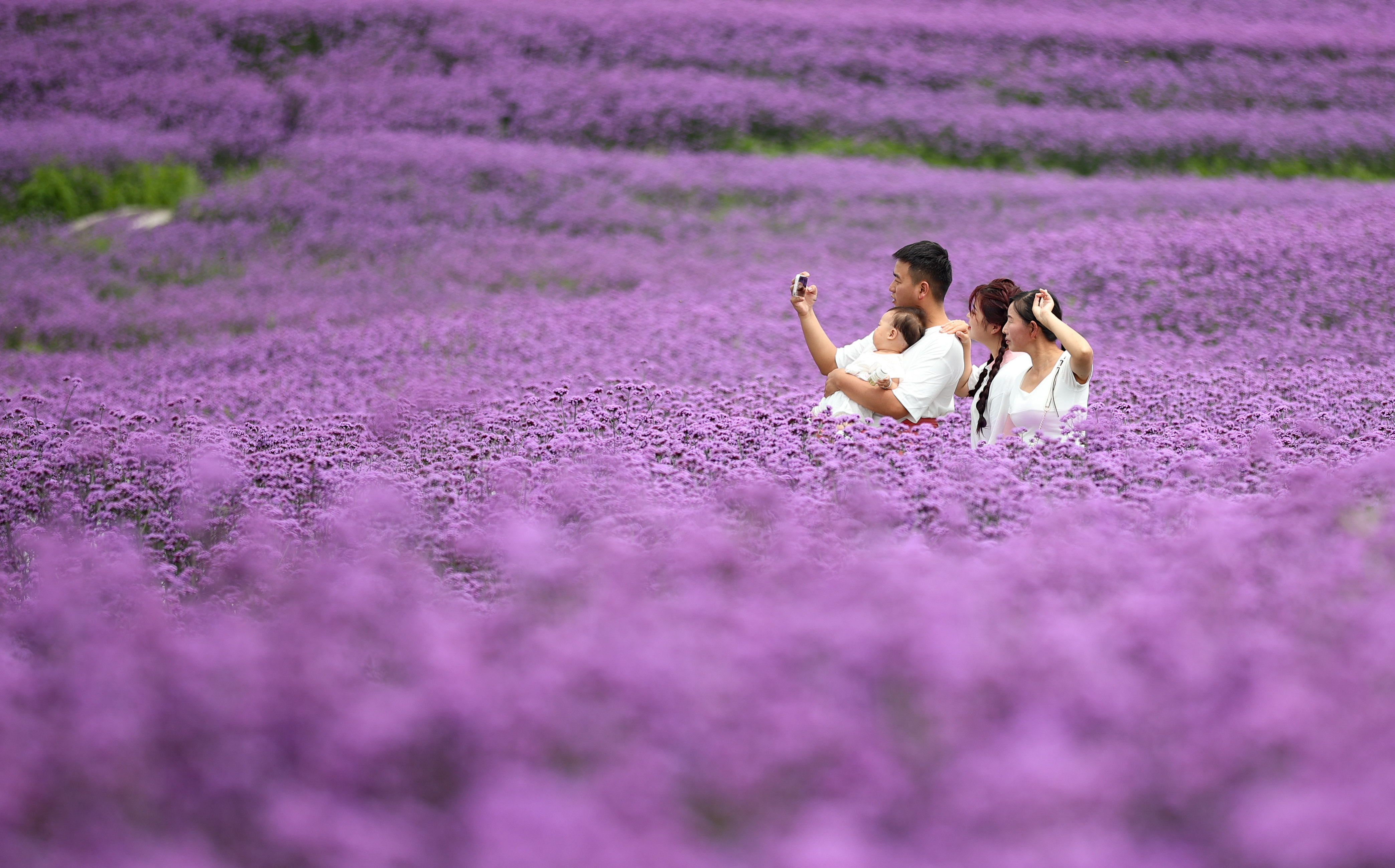 (社会)贵阳:夏日紫色花海