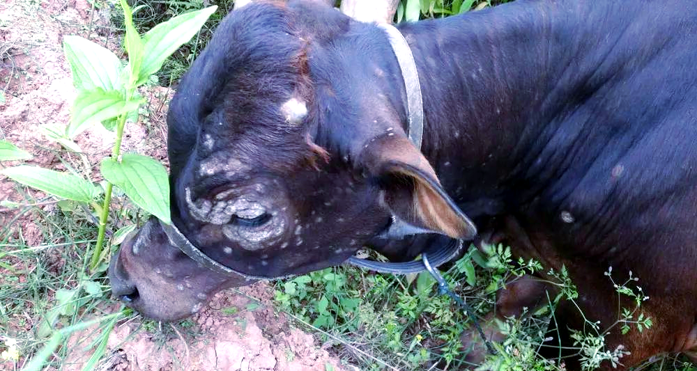 牛羊螨虫病的全面解析与防治方法