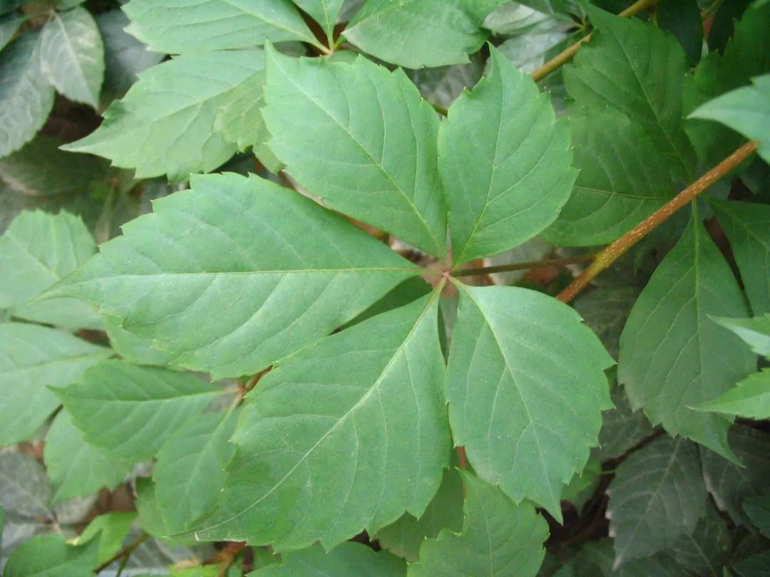 五叶地锦parthenocissus quinquefolia