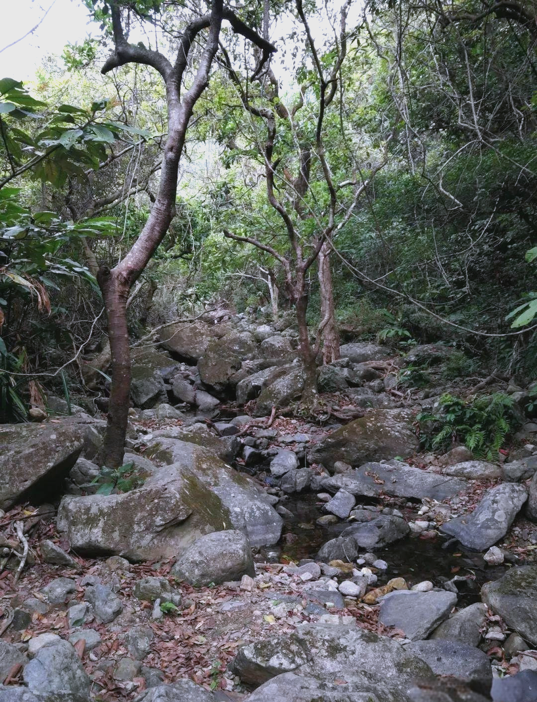 探索梧桐山老虎涧:挑战自我与自然风光的完美结合