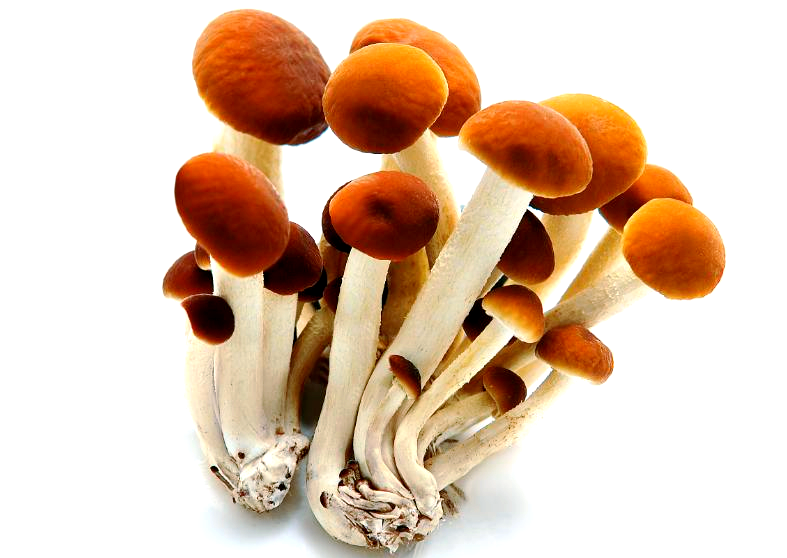 菌藻类食物食用禁忌指南