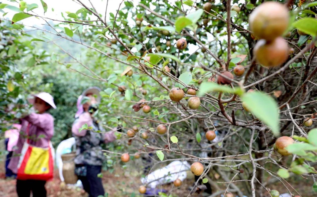 【跟着广播看乡村】三江:侗乡油茶采摘忙