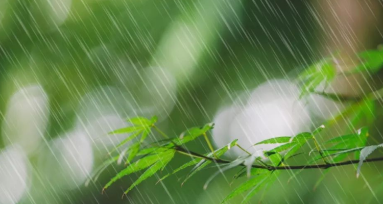 《雨的四季》中春雨的特点