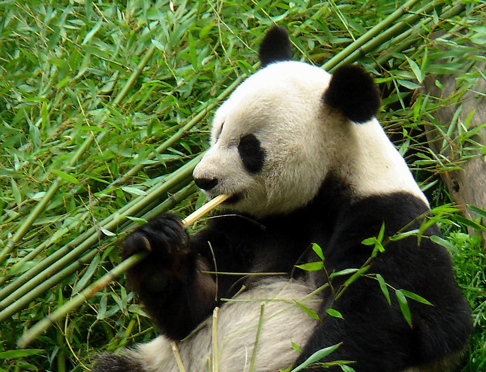 中国野生植物保护协会呼吁共建一批大熊猫可食用竹类繁育基地