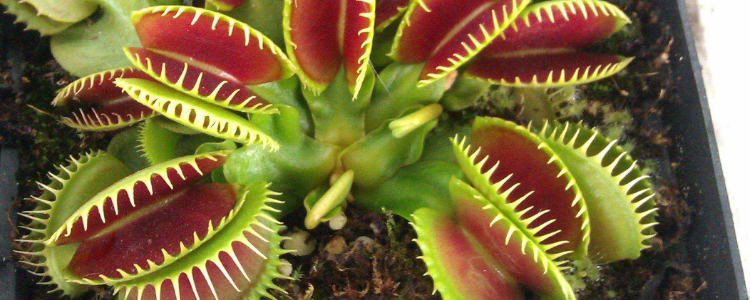 捕蝇草的变化?