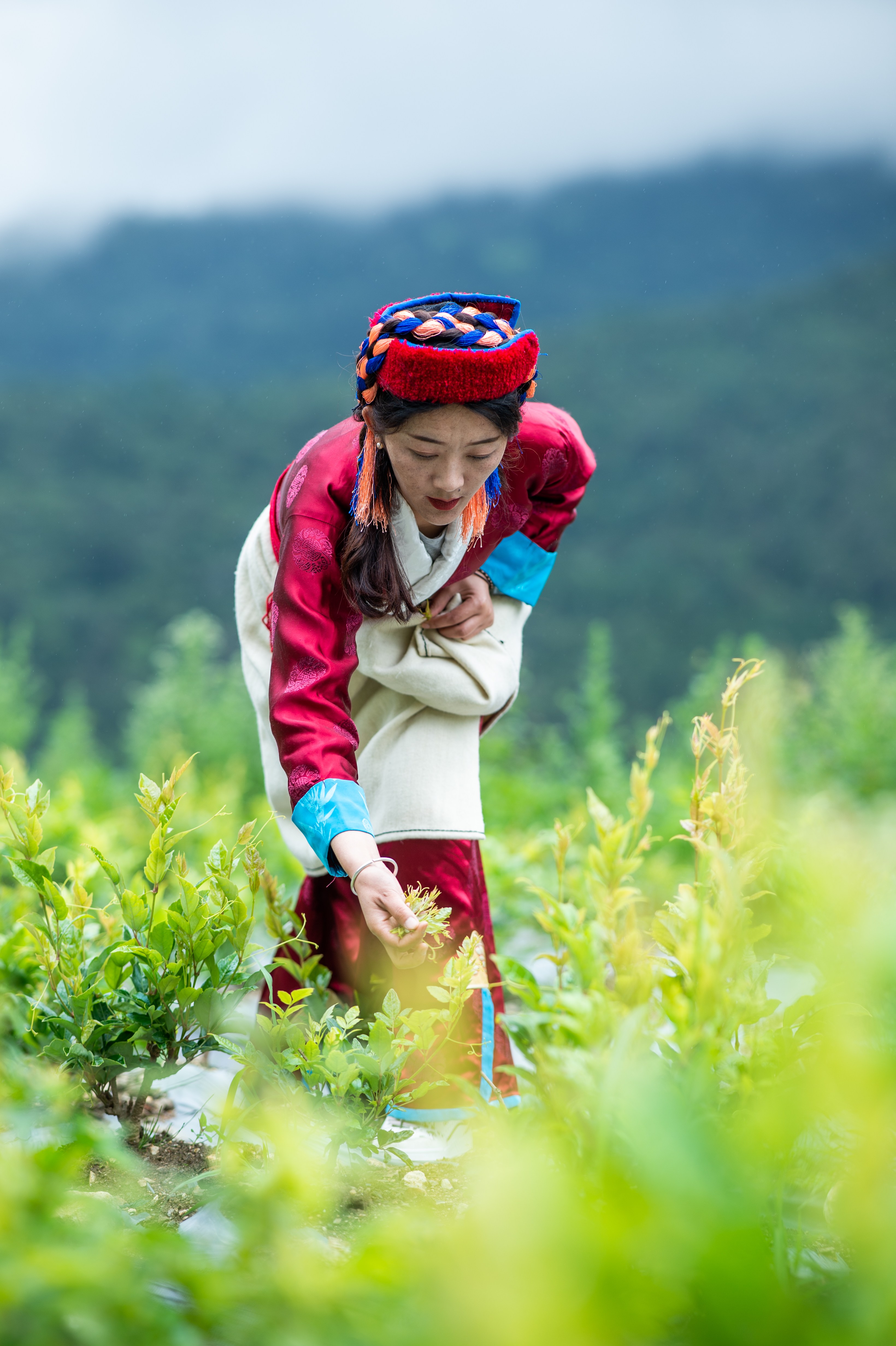 雪域高原"新农人"丨让莓茶飘香勒布沟的门巴族姑娘