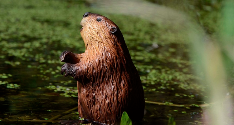 河狸是什么动物