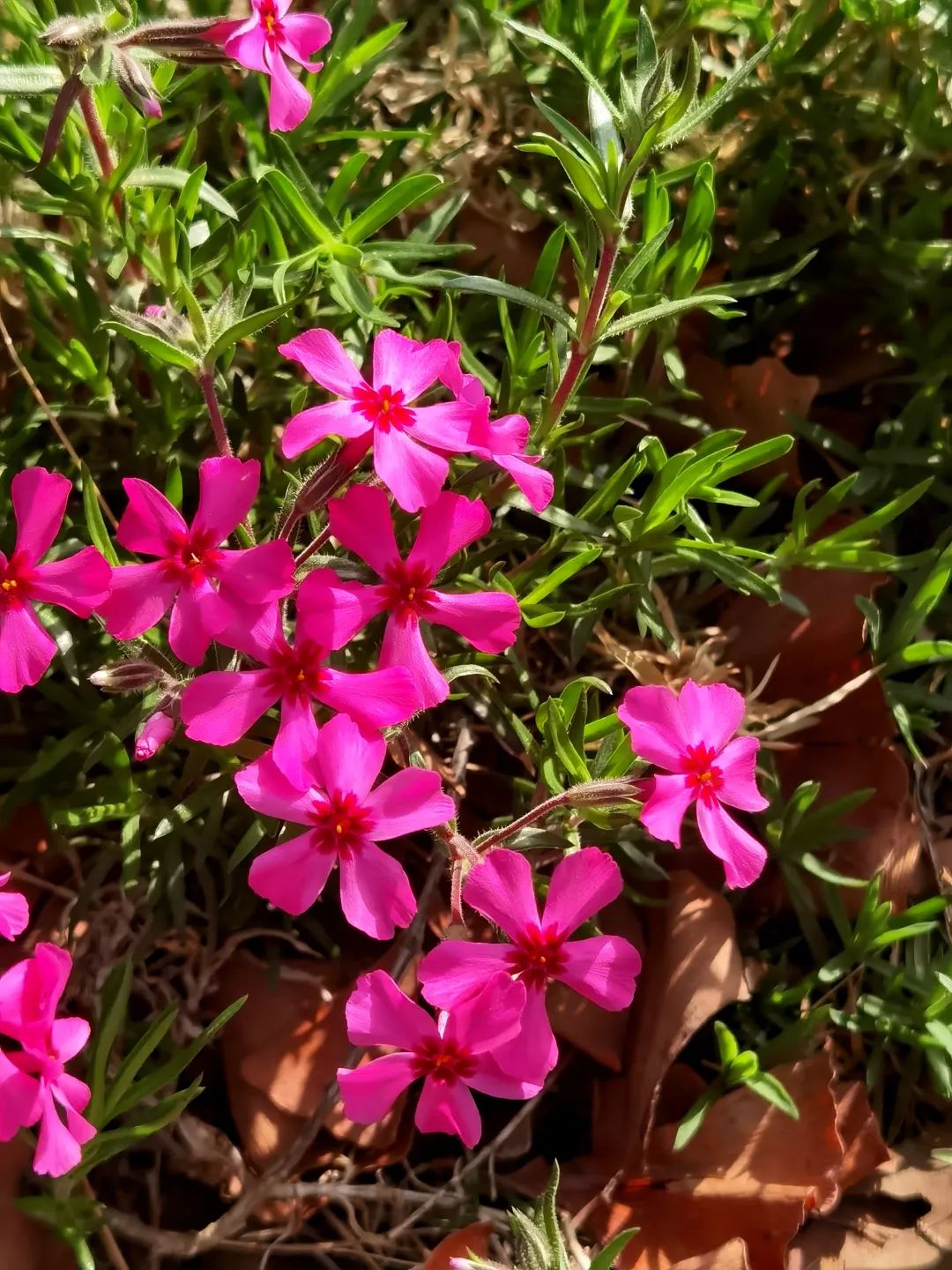 「植物花卉」小紅花